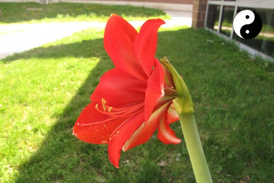 Photography: macro 2